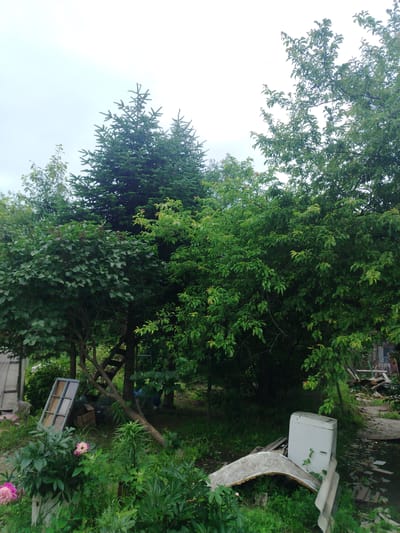 The media file depicts an outdoor scene in a cluttered, overgrown yard. The setting appears to be a rural or semi-rural location, possibly a backyard in Tavrichanka, Russia, given the context. Dominating the scene are lush green trees and bushes, suggesting a temperate climate and likely summertime.

In the foreground, several large pink flowers, possibly peonies, are in bloom, adding a splash of color to the otherwise green and somewhat unkempt environment. Scattered amidst the vegetation are various discarded objects. These include a window frame leaning against a tree, a cardboard box, a fallen piece of curved material, and a white appliance that resembles a washing machine. The presence of these items suggests a lack of regular maintenance or a place where old items are stored or disposed of.

Behind the foreground elements, a wooden structure with a ladder is visible, partially obscured by tree branches. This could be a small shed, a playhouse, or even a treehouse in its early stages of construction or disrepair. Further in the background, more trees and foliage create a dense backdrop, with hints of dilapidated structures or discarded materials. The sky is overcast, indicating a cloudy day, and the lighting is diffuse, suggesting it might be morning or late afternoon. No people are visible in the media file, and no text is present. The overall impression is one of a slightly neglected, naturalistic outdoor space filled with both organic growth and man-made detritus.