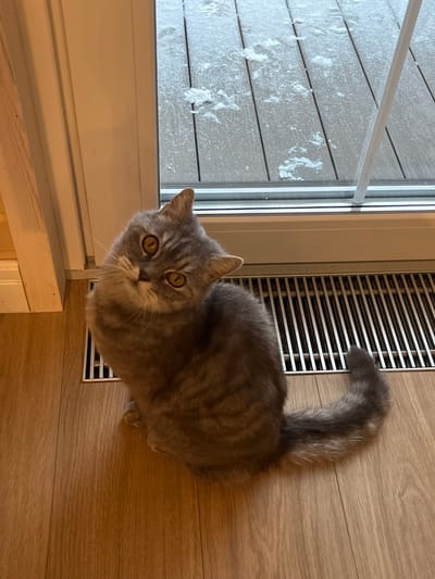 The image displays an indoor domestic scene situated in Finskiy Briz, Russia. Centrally positioned on light-colored wooden floorboards is a grey tabby cat with subtle markings and large amber eyes. The cat sits upright, its head tilted distinctly to the left, directing its gaze towards the viewer. Immediately behind the cat, a metallic floor vent with parallel slats is integrated into the floor. Beyond this, a white window frame delineates the interior from an exterior view. The outdoor environment consists of a dark wooden deck partially covered with scattered patches of snow. A white door jamb is partially visible along the left edge of the frame. No human individuals are present within the scene.
