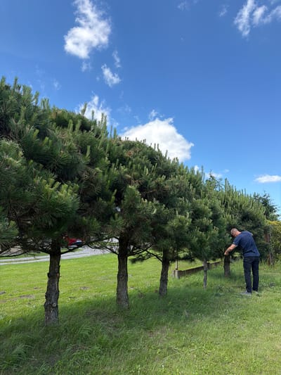An individual wearing a navy blue t-shirt and dark pants is standing in a grassy area, tending to a row of evergreen trees. The trees are lined up along a fence. The sky above is a clear blue with scattered white clouds. In the background, a red vehicle is partially visible behind the trees. The scene appears to be outdoors, possibly in a residential or park setting, in the city of Strzyżowice, Poland.