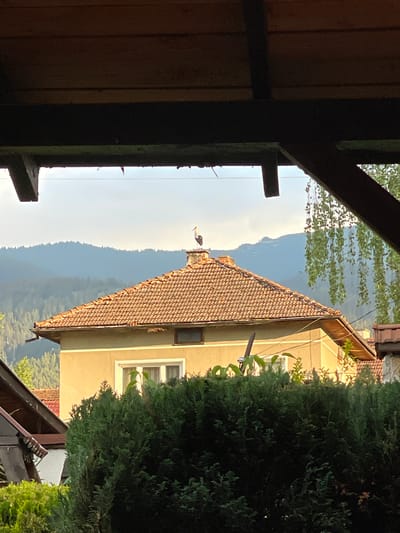 The image, captured in Govedartsi, Bulgaria, presents a view framed by a dark wooden overhead structure. The upper third of the frame shows dark brown wooden planks and beams. A thick, dark horizontal beam runs below these, from which several small, dark, irregular elements are suspended. Partial views of thick, dark wooden support beams are visible on the far left and right.
In the midground, a two-story house with a light tan stucco facade and a reddish-brown terracotta tiled roof is prominent. A brick chimney rises from the roof's apex, on which a white stork with black primary feathers and a red beak stands stationary. A white-framed multi-pane window is visible on the lower section of the house facade, with a smaller, dark-framed window near the roofline to the right. A dark rain gutter runs along the roof edge. The lower midground is dominated by a dense, dark green hedge, partially obscuring other structures with tiled roofs to the left and right.
The background consists of multiple layers of forested mountains or hills, appearing progressively lighter in tone towards the distant horizon, under a light blue to white sky. No human figures are visible.