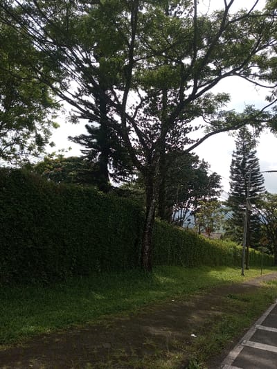 The image displays an outdoor daytime scene within Namthoung, Laos, characterized by lush vegetation and urban infrastructure elements. In the foreground, a dark, uneven paved pathway, intermingled with patches of green grass and minor debris, extends horizontally. To the immediate right, a darker paved surface, likely a road, is visible with partial white markings. A dense, dark green hedge forms a prominent horizontal barrier across the midground, separating the pathway from an elevated, vegetated area. Multiple trees populate the scene, including a broad, deciduous tree with a rough-barked trunk and extensive canopy dominating the center, and a tall, conical evergreen tree situated on the right. A grey utility pole with numerous overhead wires is positioned on the right side, partially obscuring a yellow diamond-shaped road sign featuring a black right-curve arrow. In the background, beyond the foliage, indistinct verdant hills or mountains rise under a bright, largely overcast sky. No individuals or specific actions are observed within the frame.