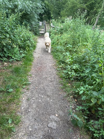 A dog stands in the middle of a dirt path surrounded by lush green vegetation. The path leads towards a gate or barrier, visible in the distance. The path and the surrounding foliage indicate a natural, possibly wooded area. The lighting suggests a sunny day with dappled shadows cast by the trees.