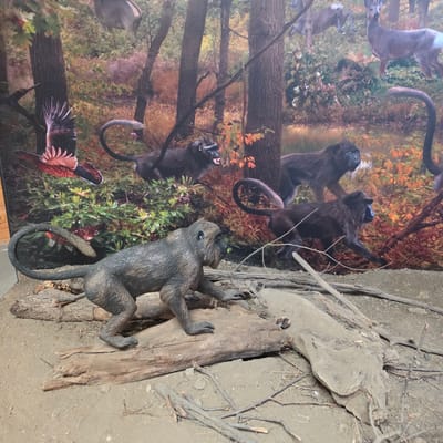The image depicts a diorama that appears to be set in a forest. In the foreground, a realistic model of a monkey is positioned on a fallen log. This monkey is dark gray with visible fur texture and is crouched low, with its front paws resting on the log. Behind the monkey, a printed backdrop creates a forest scene with trees, foliage in autumn colors, a body of water, and other animals like deer and birds of prey. Several other monkey models are also visible within the backdrop, some appearing to be in motion or interacting. The overall presentation suggests an educational exhibit, possibly at a museum or natural history center. The context provided indicates this diorama is located in the city of Dorkovo, Bulgaria, likely within the Dinosaur Theme Park.