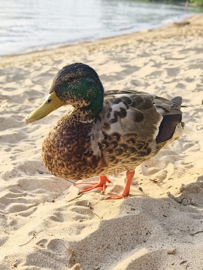 A male mallard duck stands on a sandy beach with the water of Lake Vättern in the background. The duck has a characteristic iridescent green head, a dark brown body with lighter speckling, and bright orange legs and feet. Its beak is a pale yellow. The sunlight casts shadows on the sand, suggesting it is either early morning or late afternoon. The water appears calm with small ripples near the shore. The beach is composed of light-colored sand with some small pieces of driftwood and dried vegetation scattered across it. The overall scene is tranquil and natural, capturing a moment of a wild bird in its habitat. There is no visible text in the image.
