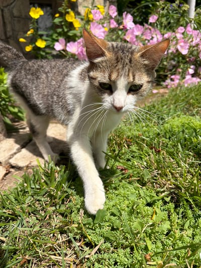 A tabby and white kitten is standing in grass and foliage. The kitten has green eyes and long white whiskers. The background consists of pink and yellow flowers and a stone wall. The image is taken outdoors during the day. The location is the village of Selanovtsi, Bulgaria.