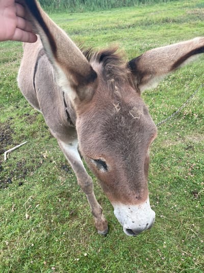 A close-up, overhead shot shows a donkey's head and upper body in a grassy field. The donkey is brown with large ears. A human hand is visible on the left, petting the donkey's ear. The grass is green and dotted with small pink flowers. In the background, a fence line with a chain can be seen. The scene appears to be a rural setting. The image does not contain information about the city of Pașcani, Moldova.