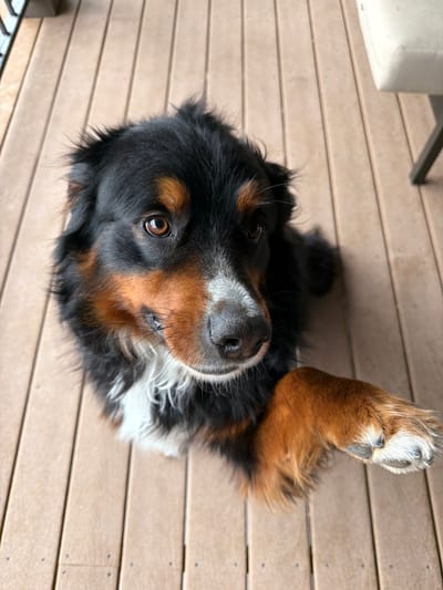 A Bernese Mountain Dog lies on a wooden deck, looking up. Its coat is black, brown, and white. The dog's right front paw is raised with pads facing the viewer. The dog's dark nose is in focus with soft, inquisitive eyes. The deck consists of horizontal planks, and a portion of a white chair is visible in the upper left. The image is well-lit with soft natural light.