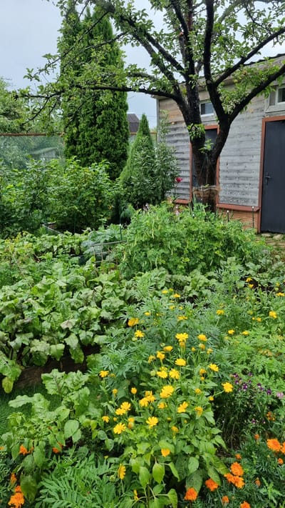 The image shows a lush garden with a variety of plants and a wooden structure in the background. In the foreground, there are numerous green leafy vegetables, possibly beets or similar root vegetables, with their tops extending upwards. Mixed among the vegetables are clusters of small yellow flowers, likely marigolds or calendula, and some scattered orange marigolds. Behind these, a dense wall of greenery is visible, with taller plants and bushes forming a natural barrier. In the middle ground, a tall, conical evergreen tree stands prominently, flanked by other evergreen shrubs. To the right, a rustic wooden building with a gray, weathered facade and a dark door is visible. A large tree with dark bark and spreading branches, bearing some green fruit, is positioned in front of the building. The overall environment suggests a private garden or allotment in a rural or semi-rural setting, consistent with a location like Солнечная Поляна-3 Снт, Russia, likely captured during the summer or early autumn given the abundance of plant life and the presence of fruit on the tree. The sky is overcast, indicating a cloudy day. There are no people visible in the image.