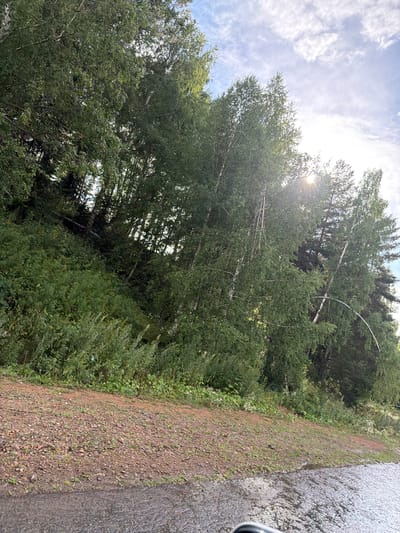 The image captures a natural landscape with lush green trees, primarily birches, set against a bright, cloudy sky. The sun is partially obscured by the foliage, casting a warm glow and creating lens flare. In the foreground, a dirt and gravel path slopes downwards, with a wet, dark surface, possibly asphalt or a wet road, visible at the bottom edge. The dense greenery suggests a forested or park-like area. The scene appears to be in a rural or natural setting within Тарханка ауылдық округі, Kazakhstan, characterized by abundant vegetation and a natural, uncultivated feel. There are no people or visible structures in the image.