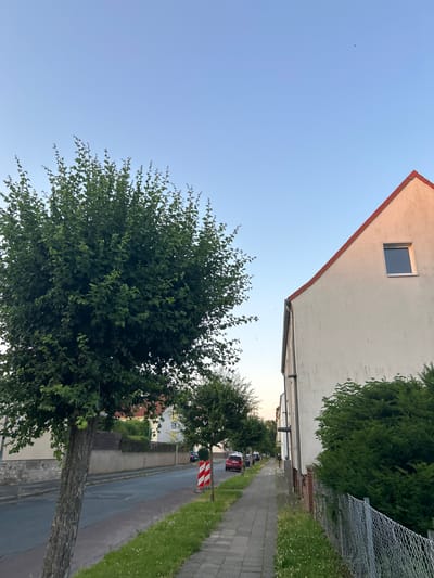 This is a full-shot, eye-level, vertical photograph taken outdoors on a street in Schöningen, Germany, during the day. The sky is clear and light blue. On the right side of the image, a portion of a light-colored house with a red-tiled roof and a single square window is visible. A thick, green hedge borders the house and a wire fence runs along its property line. In the foreground on the right, a paved sidewalk runs parallel to the street. A large, leafy green tree with a textured trunk dominates the left side of the image, casting some shadow on the adjacent grass. Beyond this tree, a street is visible with parked cars and more trees lining the sidewalk. To the right of the sidewalk, there are small white flowers growing in the grass. A red and white striped traffic cone is positioned on the right side of the street.