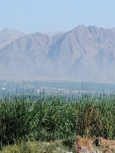 The image depicts a landscape scene with tall green grasses in the foreground. In the middle ground, there is a city with buildings and a line of trees. Beyond the city, a mountain range is visible under a clear sky. The scene is likely located in Zarkor, Tajikistan, given the characteristic mountainous terrain and the presence of vegetation common in the region.