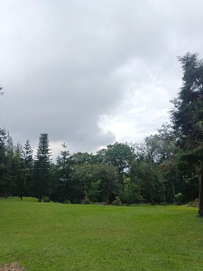 The image depicts an expansive outdoor landscape in Tah, Vietnam, under an overcast sky. The upper two-fifths of the frame are occupied by a uniform layer of grey clouds, displaying minimal variation in tone. The midground and background consist of a dense line of trees, presenting a mixture of coniferous species, including several tall, slender, dark green trees with conical profiles prominently positioned on the left side of the tree line. The right and central portions of the tree line feature a variety of broadleaf and evergreen trees with varied green foliage. A large, dark tree trunk is partially visible on the far right edge of the frame. The foreground and immediate midground are covered by a meticulously maintained, vibrant green lawn. No human subjects, animals, or artificial structures are visible within the depicted area.