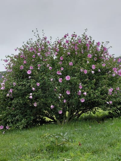 An exterior, eye-level, vertical medium shot captures a large, full Rose of Sharon bush laden with pink flowers. The bush is situated in a grassy field under an overcast sky. The leaves of the bush are a deep green and dense, while the flowers, with their ruffled petals and darker centers, are scattered throughout the foliage. The lower part of the bush is shadowed, creating a darker area of foliage, while the upper branches are more exposed and lighter. The grass in the foreground is a vibrant green and appears somewhat unkempt, with some fallen leaves and petals scattered on it. In the far background, a hint of a darker structure, possibly a building, is visible on the left, and a gentle slope can be seen on the right. The overall lighting is soft and diffused, consistent with an overcast day. There are no people or animals visible in the scene.
