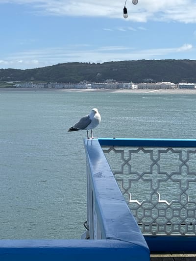 A seagull perches on a blue metal beam, part of the Llandudno Pier in the United Kingdom. The pier's decorative metal lattice sits behind the beam. In the background is the sea, and beyond that, the coastline of Llandudno, with buildings visible along the shore at the base of a green hillside. The sky is partially cloudy.