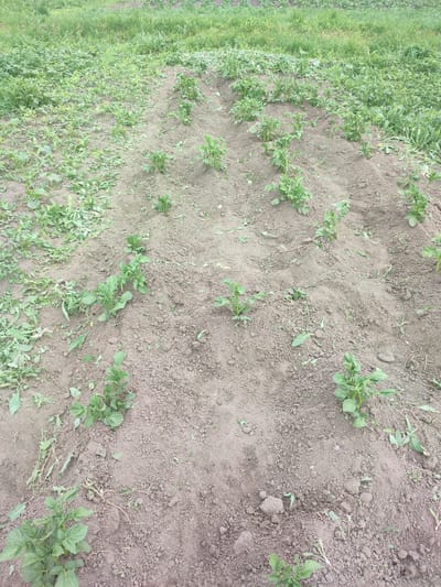 This media file depicts an agricultural field with rows of young potato plants growing in the soil. The plants are small, indicating they are likely in an early stage of growth. The ground is predominantly dark brown soil, with some scattered green weeds and plant debris. The background shows more vegetation, suggesting it's an outdoor scene. The lighting indicates it could be daytime, possibly overcast given the even illumination. There are no people visible in the image. The setting appears to be a rural or agricultural area, possibly a farm or garden. There is no visible text in the image.