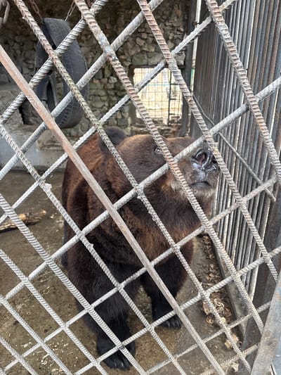 The image depicts a bear confined within a metal cage. The cage is constructed of metal bars arranged in a grid pattern. A tire can be seen within the enclosure. The bear appears to be lying down. The location is Таскино, Russia.