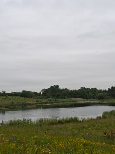 The image depicts a serene natural landscape with a body of water in the foreground, bordered by lush green grass and wildflowers. Tall reeds and various trees form a dense backdrop across the horizon. The sky is overcast, casting a soft, diffused light over the scene. In the distance, a small red object is visible amidst the vegetation on the far bank of the water. Two white birds, possibly swans, are present on the surface of the water. The overall impression is one of a tranquil, natural environment.
