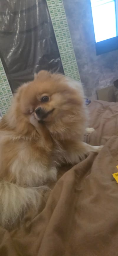 A light brown Pomeranian dog is lying on a brown surface. The dog is facing to the right and scratching its face with its paw. The background is blurred and appears to be indoors, with some patterned material. There are no recognizable landmarks or clues to indicate a specific location within Velikiye Luki, Russia.