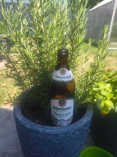 This is a close-up, eye-level, outdoor shot of a brown glass beer bottle lying horizontally on branches of a rosemary plant. The bottle has a white and green label with text visible. The bottle is partially submerged in the dark soil of a large, textured, dark blue pot. Behind the rosemary, some green leaves of another plant are visible, and in the far background, a glimpse of a greenhouse structure and bright, sunlit grass can be seen. The lighting suggests it is a sunny day. The text on the bottle label, though partially obscured and rotated, includes "Tannen Hell", "Hohenthanner", "SEIT 1864", and mentions "SCHLOSSBRAUEREI" and "Gebraut nach dem Bayerischen Reinheitsgebot von 1516". The overall scene suggests a relaxed, possibly garden setting. The image is taken from a slightly elevated angle, looking down at the bottle and plant. There are no people visible.