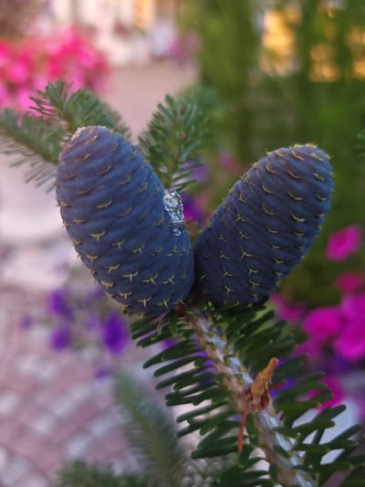 Two dark blue fir cones are visible on a fir branch. The cones are elongated and covered in scales, with small yellow tips on each scale. A small cluster of clear, bubbly material is attached to the left cone. The background is blurred, with hints of green foliage and bright pink and purple flowers. The ground appears to be paved. The image was taken in Schwangau, Germany.