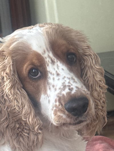 This is a close-up, angled shot of a dog, possibly a Cocker Spaniel or similar breed, with light brown and white speckled fur. The dog's head is tilted, and its eyes are visible, looking directly at the camera. The fur around its head is curly and appears slightly damp. The background is out of focus, showing a textured, light-colored surface on the left and a darker area below. A hint of pink fabric is visible in the upper right corner, suggesting another object or person nearby. The lighting appears to be natural, possibly indoors with light coming from a window. No text is visible in the image. The overall impression is of a curious or playful dog. The location context provided is Greater London, United Kingdom.