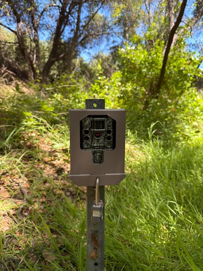 A camouflaged trail camera is mounted on a metal pole in a grassy, wooded area. The camera is encased in a grey metal housing, secured with a padlock. The background features trees with green foliage and a clear blue sky. The scene appears to be a natural environment, possibly a park or undeveloped land within Aliso Viejo, California, United States, given the lush vegetation and clear weather. There are no people or animals visible in the image.