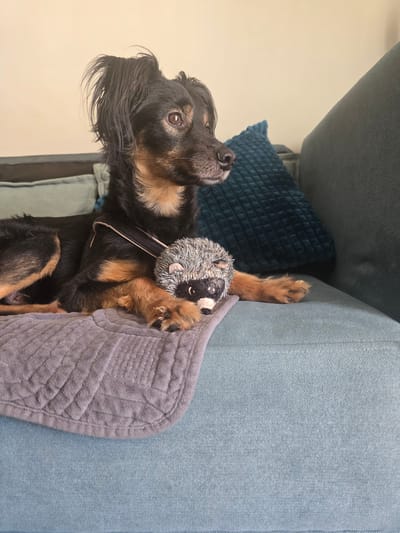 A medium-sized, black and tan mixed-breed dog is lying on a teal-colored couch with a gray blanket. The dog is on its left side, facing to the right. Its front paws are resting on the blanket, and a plush hedgehog toy is positioned between its paws. The dog has a harness on. Behind the dog, a dark teal textured pillow is visible. The couch is situated in an indoor setting with a light-colored wall in the background. The image does not provide information about its location in the city of Agii Anargiri, Greece.