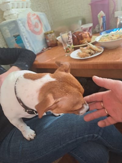 The image depicts an indoor scene within a residence in Bolshaya Elhovka, Russia. A small, short-haired dog with white and light brown markings, wearing a dark collar, rests on the lap of an individual wearing dark blue denim jeans and a dark long-sleeved top. A second individual's left hand, featuring a gold-colored ring on the ring finger, is extended towards the dog's snout. The dog's head is lowered, appearing to interact with the hand. On a wooden table in the background, various items are present: a white plate with fried food, a white bowl containing noodles, a large glazed pastry, multiple glass jars (one with a red lid), a clear glass tumbler with a decorative pattern, and a purple plastic pitcher. A light blue "Pyaterochka" supermarket bag with a red "5" logo is also visible, alongside a stack of white packaged goods in the background.