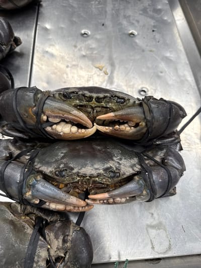 The image presents a close-up, top-down view of three large, dark-colored crabs, likely mud crabs, stacked on a brushed metallic surface. The two visible crabs in the foreground have their robust claws secured with multiple black rubber bands. The uppermost crab rests directly on the middle crab, which is positioned over a third, partially visible crab in the bottom-left corner. The crabs display dark carapaces and pale undersides of their claws. The metallic surface, consistent with a seafood display or preparation area, exhibits minor indentations, scratches, and faint liquid residue. The scene depicts freshly caught or live crabs arranged for sale or processing in a market setting within Noumea, France. No people are visible.