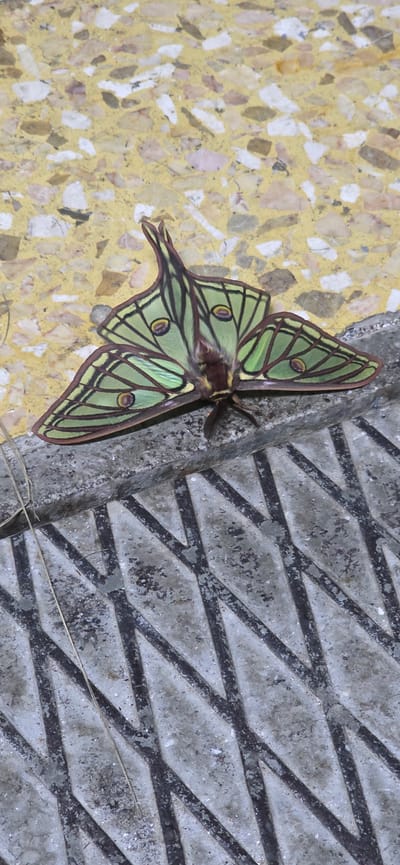The image depicts a Luna moth resting on the edge of a textured concrete surface, adjacent to a yellow and white patterned stone surface. The moth is pale green with brown and yellow markings on its wings. The concrete surface is grey with a raised diamond pattern. The setting is in an urban environment, possibly in Seira, Spain, based on the instruction. There are no people visible in the image.