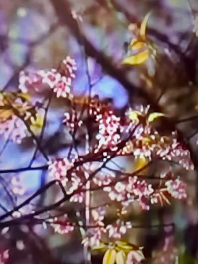 The image shows a close-up, out-of-focus view of blooming pink flowers on a tree branch. The background is blurred, with hints of purple and blue, suggesting the sky or other foliage. The focus is on the delicate petals of the flowers and the thin, dark branches. The image appears to be taken outdoors. There are no people or recognizable landmarks visible in the image. The pixelated nature of the image suggests it may be a low-resolution photograph or a digital rendering. Given the lack of specific visual cues, the location in Çiğli, Turkey, cannot be determined from the image itself.