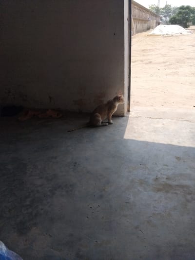 A light brown cat sits on a concrete floor in the shaded entrance of a building. The cat is facing towards the right, looking out at a sunny outdoor area. In the background, a long, multi-story building with many windows is visible, along with a large white tarp-covered object. The ground outside appears to be a dusty, sandy area with some sparse vegetation and trees in the distance. The scene is set in Chhina Uttar, Pakistan.