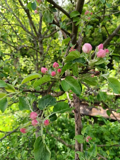 The image shows a tree branch with pink flower buds and green leaves, likely in a garden or orchard setting. The background consists of additional trees and vegetation, suggesting a natural environment. No people are visible. The location is specified as Vishnovka, Russia.