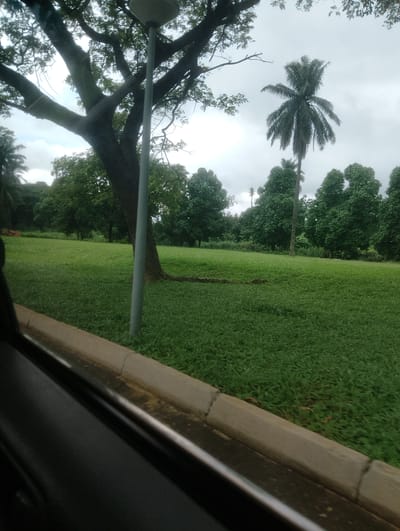 The image depicts a lush green park on a cloudy day, likely in a tropical or subtropical region given the presence of palm trees and dense foliage. The scene is viewed from the interior of a vehicle, indicated by the black material and window frame in the foreground, suggesting the photo was taken while driving or parked.
The primary subjects are the natural elements: a large, mature tree with thick branches dominates the left side of the frame, its trunk firmly planted in the vibrant green grass. To the right of this tree, a tall, slender palm tree stands out against the overcast sky, its fronds fanned out. Behind these trees, a dense line of various green trees forms a backdrop, creating a sense of depth and fullness in the landscape. The ground is covered in a thick, well-maintained lawn, with some fallen leaves or debris visible on the grass.
A concrete curb and possibly a road edge are visible in the lower part of the image, further reinforcing the context of being near a pathway or street within the park. A grey lamppost stands near the large tree, suggesting the park is maintained and accessible.
The weather appears to be overcast or perhaps drizzly, with a muted quality to the light and a slightly grey sky. This type of weather is common in tropical regions, particularly during certain seasons. The overall mood is peaceful and serene, characterized by the natural beauty of the park.
No people are visible in the image. There is no visible text. The location context provided, Onibudo, Nigeria, aligns with the visual cues of tropical vegetation and potentially a park environment. The time of day is indeterminate due to the cloudy conditions, but the general lighting suggests it is daytime.