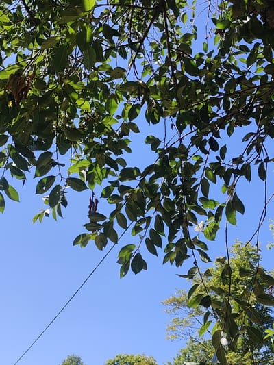 The image shows a low-angle view of tree branches with green leaves against a clear blue sky. A thin wire runs diagonally across the lower left portion of the frame. In the background, the tops of other trees are visible. The scene appears to be outdoors in a natural or semi-natural environment, possibly a park or a residential area. There are no people or specific landmarks visible that would definitively place it in Варнянскі сельскі Савет, Belarus, but the presence of trees and a wire suggests a potentially rural or suburban setting. The lighting indicates it is daytime.