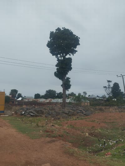 The image depicts a landscape in Rinjim Gani, Nigeria, under an overcast sky. A tall tree with a distinctive, layered canopy stands prominently in the center of the frame, surrounded by a rocky area.
In the background, there are several buildings with corrugated metal roofs, interspersed with other trees. Power lines stretch across the sky, intersecting the tree's upper branches.
The foreground consists of reddish-brown soil, with patches of green grass and scattered trash, indicating human activity and potential environmental concerns. A dirt road runs along the left side of the image. There are no people visible in the frame.