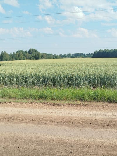 The image shows a vast field of green wheat under a bright blue sky with scattered white clouds. Several power lines stretch horizontally across the upper portion of the frame. In the distance, a line of trees forms a dark green horizon. The foreground features a dirt road with a strip of green grass separating it from the wheat field. The scene appears to be in a rural or agricultural area, possibly on the outskirts of Novaya Zaimka, Russia, given the context. There are no people or animals visible in the image. The overall impression is one of a serene, sunlit agricultural landscape.