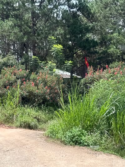 The image depicts a rural roadside scene in Lac Duong, Vietnam, characterized by lush greenery and a dirt path. Tall pine trees dominate the background, their dense foliage creating a shaded canopy. In the midground, flowering bushes with small red blossoms add a touch of color, interspersed with tall, vibrant green grasses. A small, red flag with a yellow star is visible amidst the foliage, suggesting a national or local emblem. A rudimentary structure, possibly a small building or shelter with a corrugated metal roof, is partially visible behind the bushes. The foreground features a dirt road, worn and dusty, indicating it is a frequently used pathway. The overall impression is one of a natural, somewhat uncultivated environment typical of a rural Vietnamese landscape.