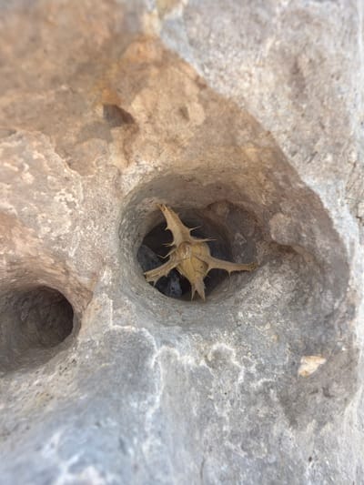 The image shows a close-up view of a rough, gray rock with two circular holes. In the larger hole, a dried, spiky plant is visible, its branches extending outwards. The rock surface is textured and appears weathered, with lighter and darker gray tones and some sandy-colored patches. The lighting suggests it is daytime, likely outdoors. The setting appears to be natural, possibly a rocky terrain. No people are visible. The focus is on the rock and the plant fragment within the hole. The location is the Misgav Regional Council in Israel.