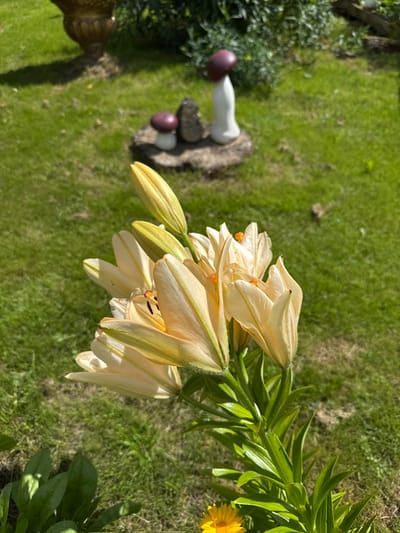 A close-up shot focuses on a spray of light yellow lilies with green stems and leaves in the foreground. In the background, a lush green lawn is visible, dotted with some fallen leaves. Further back, a decorative garden element resembling mushrooms sits on a stone. A large, ornate pot with a shadowed base is positioned to the left of the frame. The overall scene suggests a bright, sunny day in a garden.