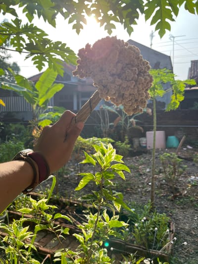 In Karangkebagusan, Indonesia, a hand holds a dried, fluffy cluster of plant material, possibly seeds or flowers, attached to a wooden stick. The hand, adorned with a watch and bracelets, is positioned in the foreground against a backdrop of lush greenery. Papaya leaves and banana leaves frame the upper part of the image, with the sun's bright rays creating a lens flare effect. In the middle ground, a building with a tiled roof is visible, along with various plants and containers. The scene is set outdoors in what appears to be a garden or yard.