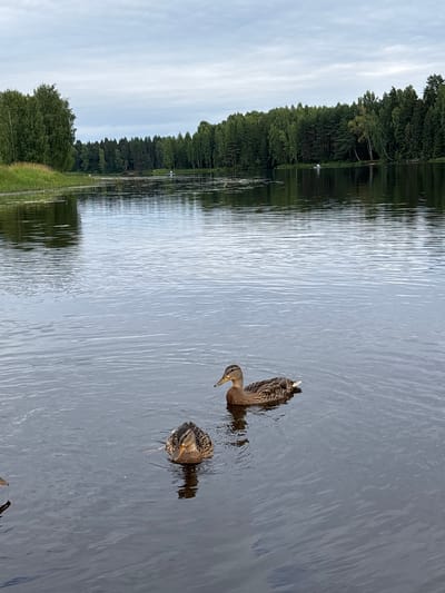Two ducks are swimming in a calm lake. The lake is surrounded by a dense forest with tall trees. The sky is overcast and cloudy. In the background, a small boat with a person in it can be seen on the water. The image depicts a natural scene in Anteplevo (Okhotinskoe S/P), Russia.