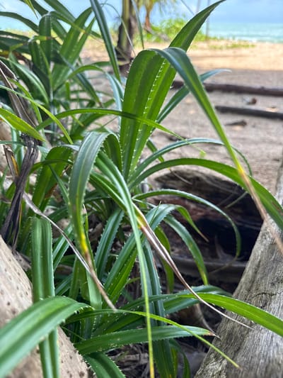 The image shows a close-up view of a cluster of green spiky plants in the foreground. The plants have long, slender leaves with serrated edges. Behind the plants, the background is blurred, showing a sandy beach, the ocean, and some palm trees. There are also some weathered pieces of wood in the scene. The location is identified as Ban Khuk Khak, Thailand. No people or animals are visible in the image. The lighting suggests it is daytime.