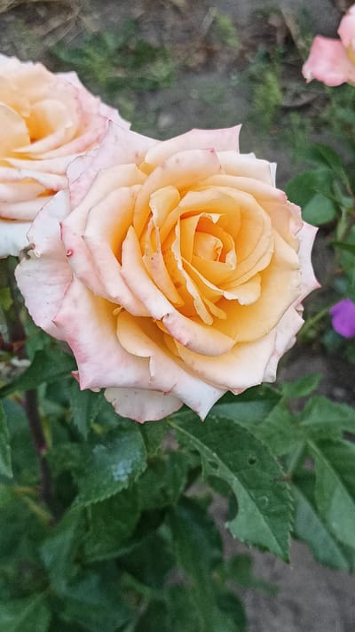 A close-up shot of a single, fully bloomed rose with soft peach and pink petals is captured in the city of Magala, Moldova. The rose is positioned in the foreground, with its intricate layers of petals gracefully unfurling. The outer petals are a pale pink that fades into white at the edges, while the inner petals transition to a warm peach and yellow hue at the center. The rose's stem and leaves are visible beneath it, appearing a deep green. In the background, out of focus, other roses and foliage can be seen, along with a small, blurry purple flower. The overall impression is one of natural beauty and tranquility.