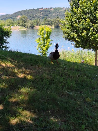 The image captures a serene landscape in Vaulx-en-Velin, France. A mallard duck stands on a grassy slope, with a lake in the background. The lake reflects the clear sky and is dotted with buoys. Lush green trees frame the scene, adding depth and a sense of tranquility. A distant hill is visible across the lake, completing the natural setting.