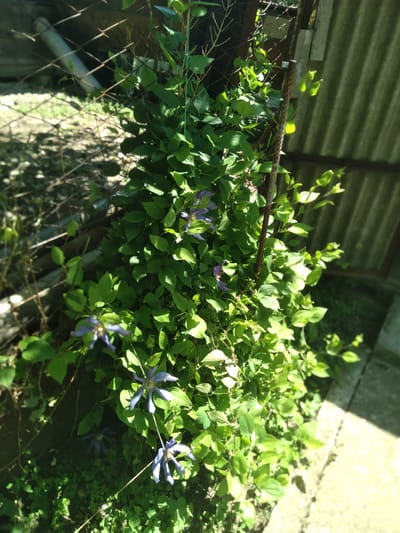 The media file captures an outdoor scene featuring lush green foliage and several purple-blue flowers, likely clematis, thriving in bright sunlight. The plants are primarily growing over and intertwined with a rusty metal fence, possibly a chain-link or wire mesh type, which runs horizontally across the mid-ground.
In the upper left portion of the image, a corrugated metal roof, possibly of an outbuilding or shed, is visible, adding to the rustic feel of the scene. The strong, direct sunlight creates vibrant highlights on the leaves and flowers, and casts distinct shadows, indicating a clear, sunny daytime. On the right side, a light-colored, textured surface, resembling concrete or stone, is partially visible, suggesting a pathway or foundation.
The clematis flowers, with their distinctive petals and visible stamens, are scattered among the dense green leaves. There are no people present, and no specific activity is taking place other than the natural growth of the plants. The overall impression is one of a verdant, slightly wild garden space, consistent with a rural or semi-rural setting. No text is visible in the image. The location context indicates this scene is in Журавское сельское поселение, Ukraine.
