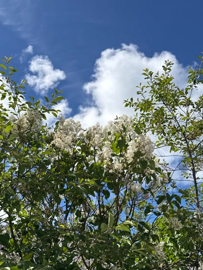 The image depicts a view upwards towards a blue sky with scattered white clouds, partially obscured by tree branches and foliage. The branches are adorned with green leaves and clusters of small white flowers, suggesting a flowering tree. The scene evokes a sense of nature and tranquility. There is no visible indication that this image has any association with the city of Slobodka, Russia. There are no people, subjects, objects, or interactions visible other than the foliage and flowers and the environmental sky.