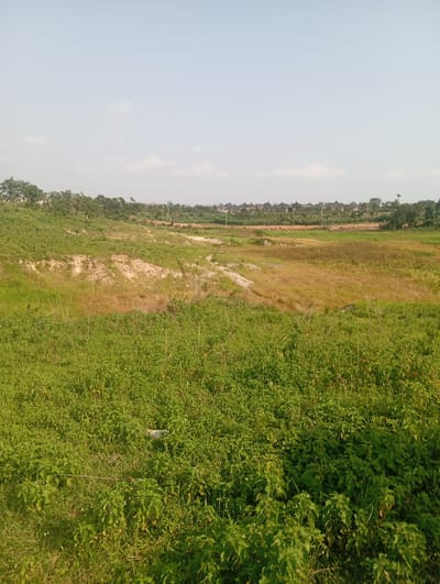 The image depicts an open, undeveloped landscape under a clear, bright sky, suggesting daytime. The foreground is dominated by dense, green vegetation, likely tall grasses and low-lying plants, with some patches of dry, yellow grass interspersed. A white piece of litter is visible within the greenery in the lower center of the frame.
The midground reveals a gentle slope with a dry, sandy ravine or gully winding through it. The earth in this area appears lighter in color, contrasting with the surrounding green. Further into the midground, more dry, golden-brown grass is visible, indicating a less vegetated or recently dry area.
In the background, a line of trees forms a natural boundary, behind which a cluster of buildings with distinctive thatched roofs can be seen. These buildings suggest a settlement or residential area. The presence of utility poles and wires further indicates human infrastructure in the distance. The overall setting appears to be a rural or semi-rural area, possibly on the outskirts of a town or city. The light and shadows suggest a sunny day, with no clouds immediately apparent in the sky. The scene is one of natural growth and undeveloped land, with hints of encroaching human habitation. There is no visible text in the image.