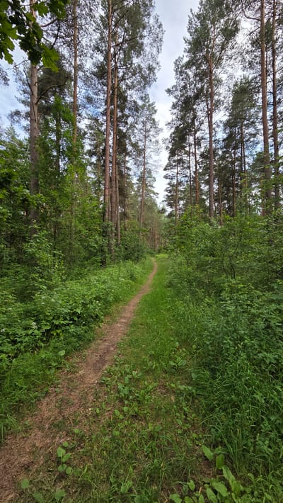 A narrow, dirt path winds through a dense forest in Cekule, Latvia. The path is bordered on the left by a stand of tall, slender pine trees, their trunks a warm brown and their needles a deep green. Sunlight filters through the canopy, casting dappled shadows on the forest floor. On the right side of the path, the vegetation is thick and lush, with various types of green plants and grasses growing in abundance. Small white flowers are scattered amongst the green foliage, adding touches of delicate beauty to the scene. The sky above is a soft gray, suggesting an overcast day, possibly with a light breeze as indicated by the movement of the tree branches. The overall atmosphere is peaceful and natural, evoking a sense of quiet solitude within the forest. The image appears to have been taken during the daytime, likely in the summer due to the vibrant green of the foliage. There are no people or man-made objects visible in the image, emphasizing the raw, untamed nature of the forest setting.