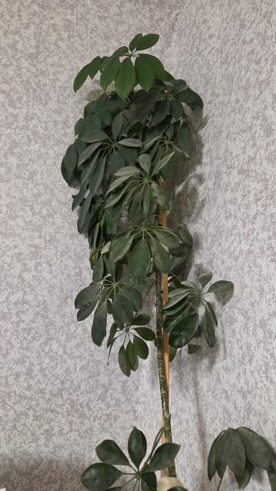 The image displays a plant with multiple leaves, arranged in clusters along a slender branch or stem. The leaves are a deep green color, with some appearing slightly dusty or matte. The plant is positioned against a light gray background with a speckled or marbled pattern. The lighting suggests an indoor setting, with shadows cast by the plant onto the background, indicating a light source from the left. There is no visible text in the image. The overall scene is a close-up view of a plant in what appears to be a domestic or indoor environment.